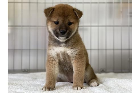 成約済の岡山県の柴犬-136199の3枚目